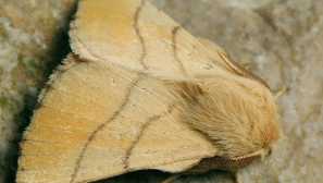 Ring silkwall: борба с мерките, снимки, описание